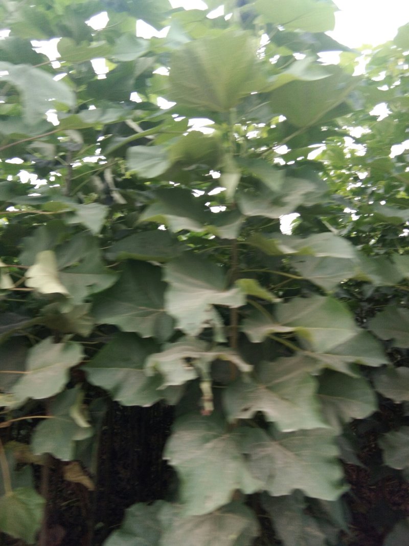 秋树苗梓树苗当年嫁接苗