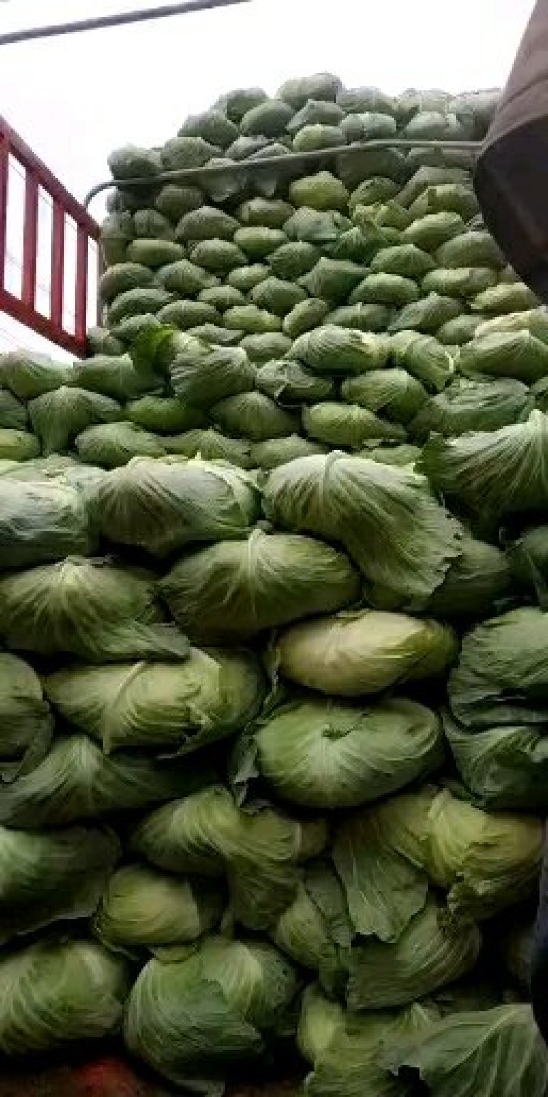 京丰一号扁包菜，鲜货供加工厂菜市场二到三斤扁包菜