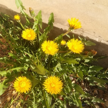 野菊花