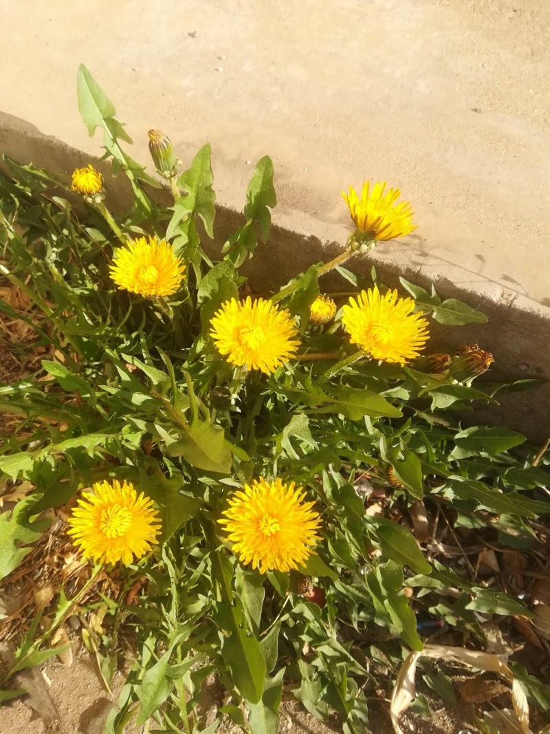 野菊花
