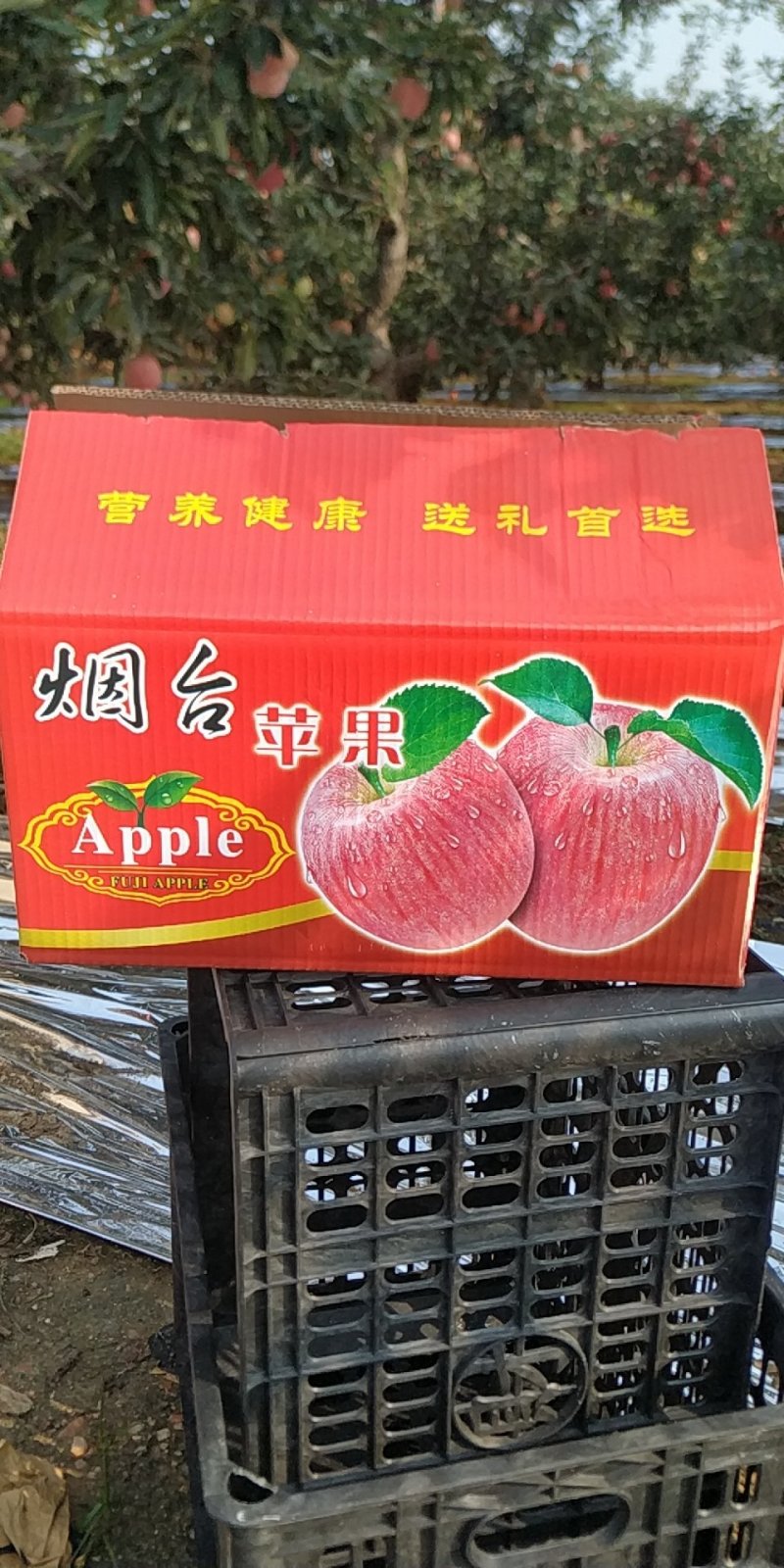 红星苹果