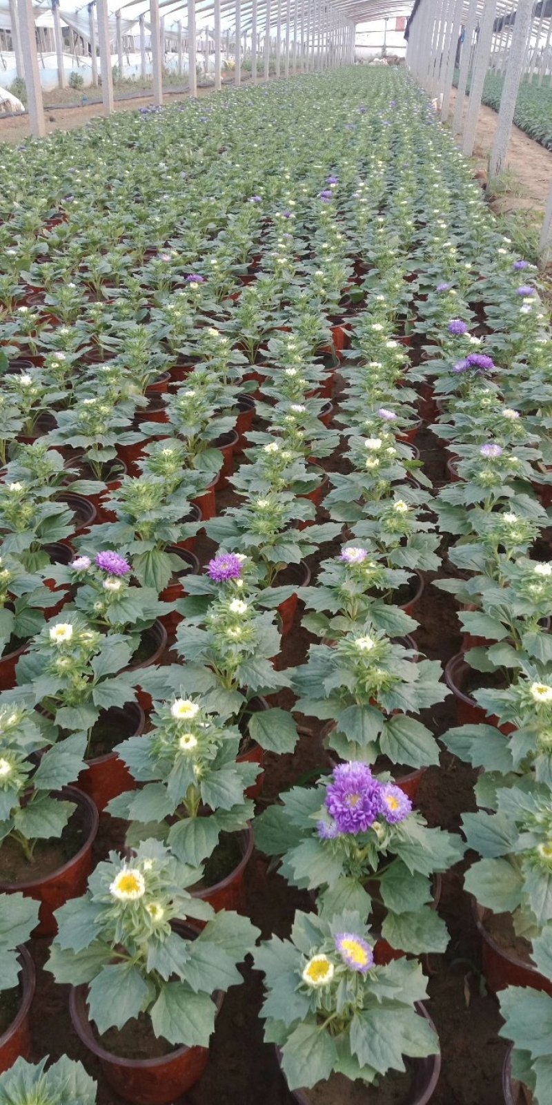 翠菊七月菊优质翠菊盆栽多色翠菊欢迎实地看货