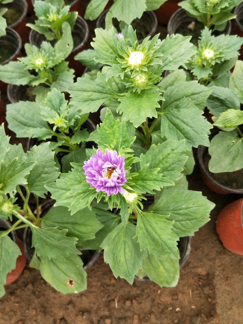 翠菊七月菊优质翠菊盆栽多色翠菊欢迎实地看货