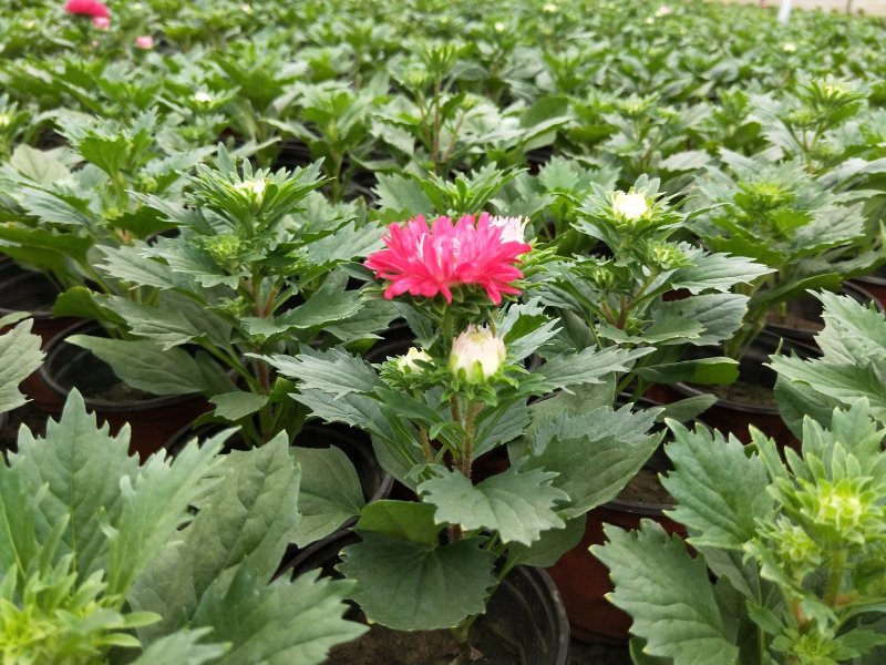 翠菊七月菊优质翠菊盆栽多色翠菊欢迎实地看货