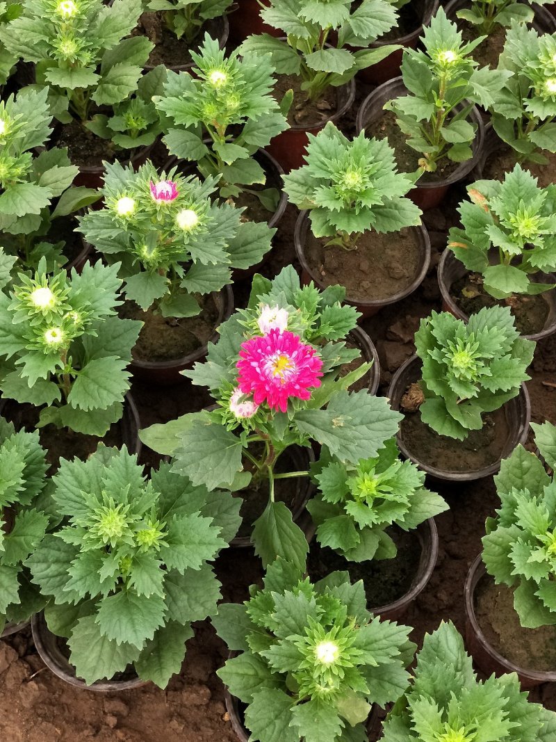 翠菊七月菊优质翠菊盆栽多色翠菊欢迎实地看货