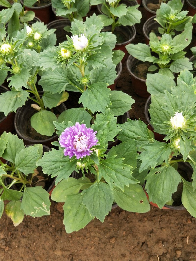 翠菊七月菊优质翠菊盆栽多色翠菊欢迎实地看货