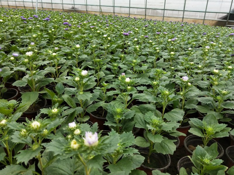 翠菊七月菊优质翠菊盆栽多色翠菊欢迎实地看货
