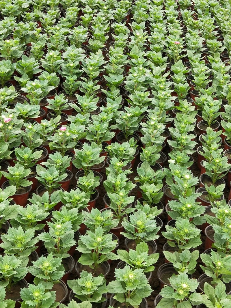 翠菊七月菊优质翠菊盆栽多色翠菊欢迎实地看货