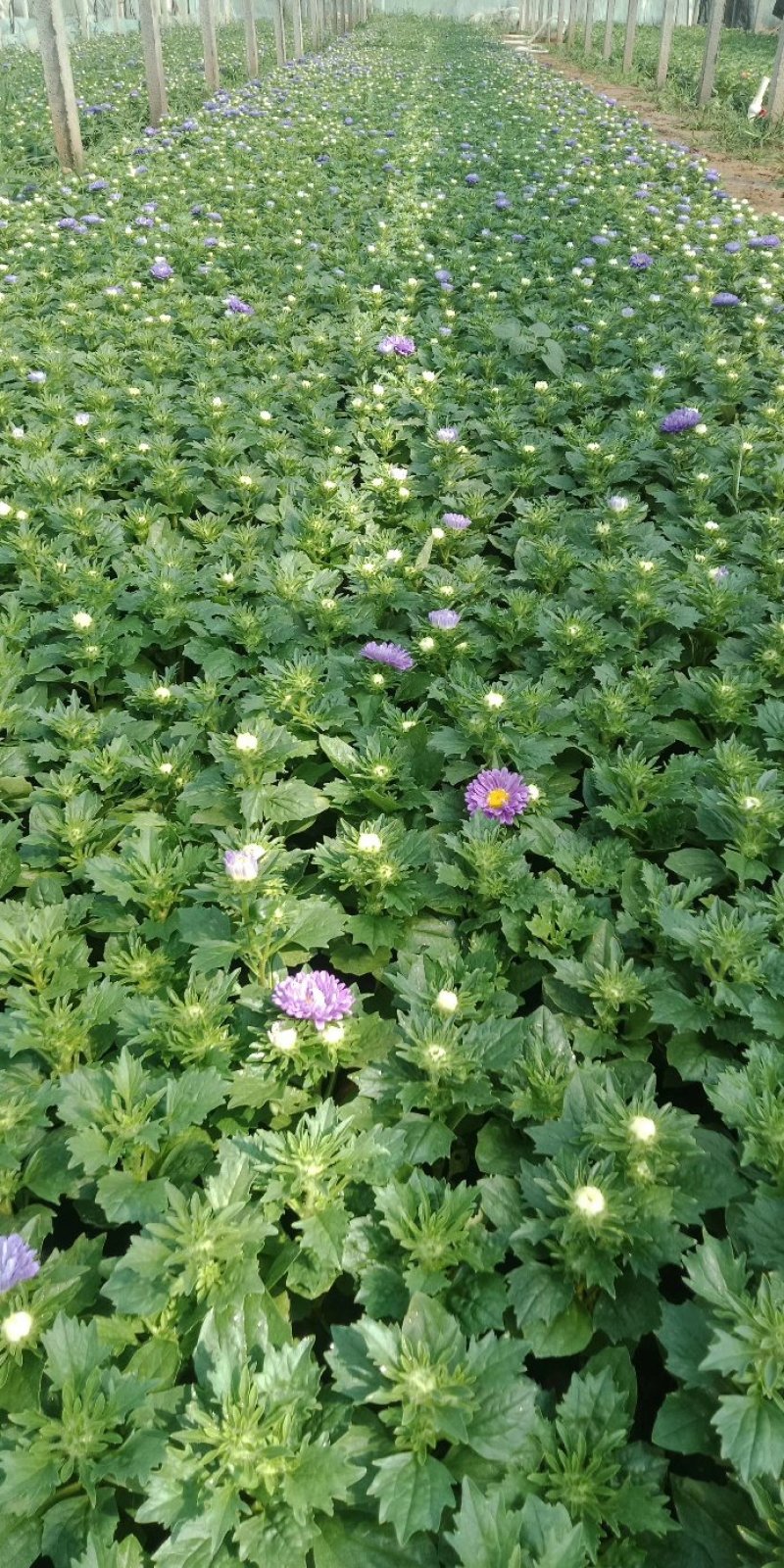 翠菊七月菊优质翠菊盆栽多色翠菊欢迎实地看货
