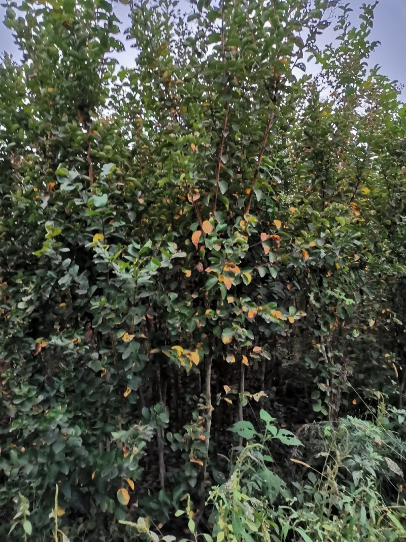 紫薇