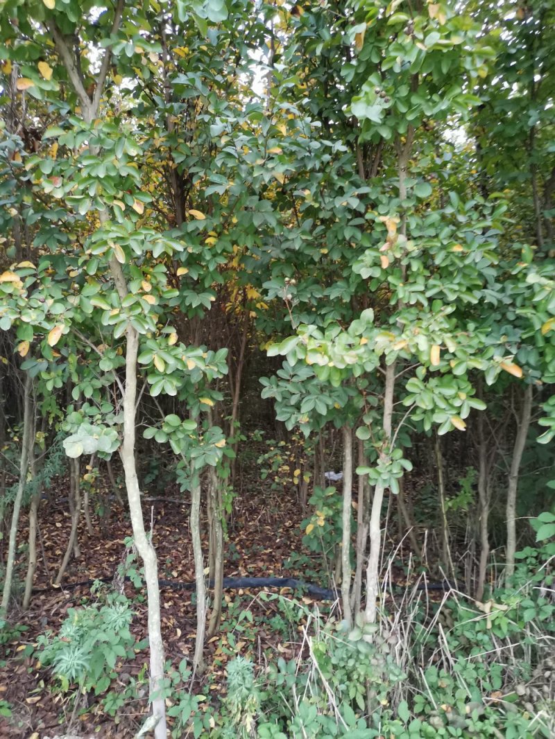 紫薇