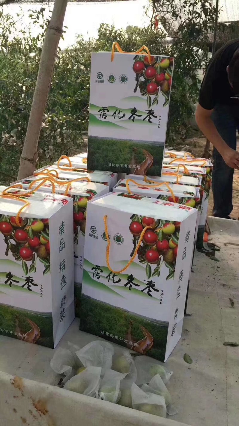 沾化冬枣