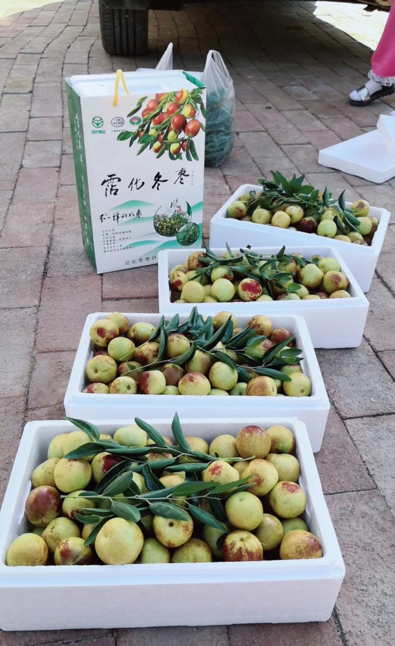沾化冬枣