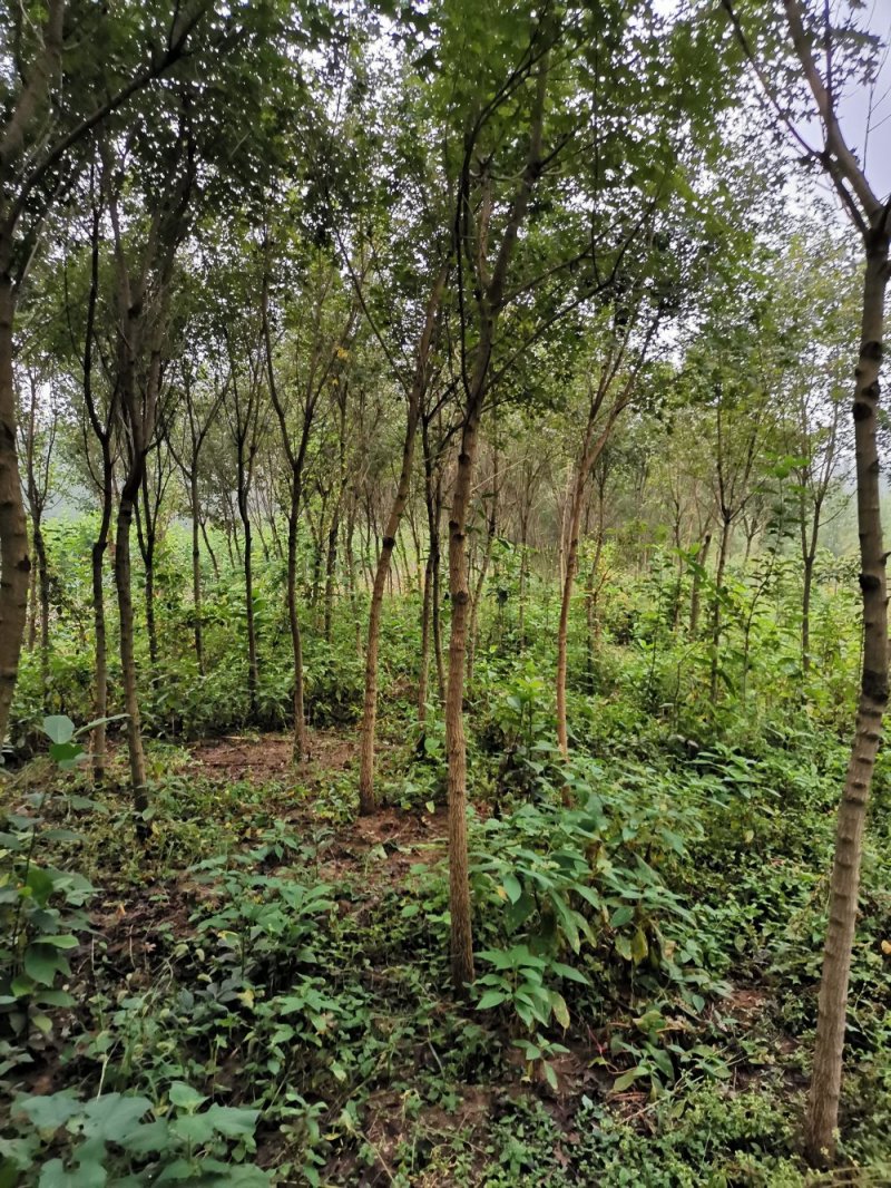 元宝枫