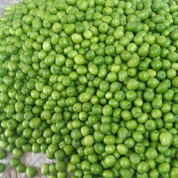青枣