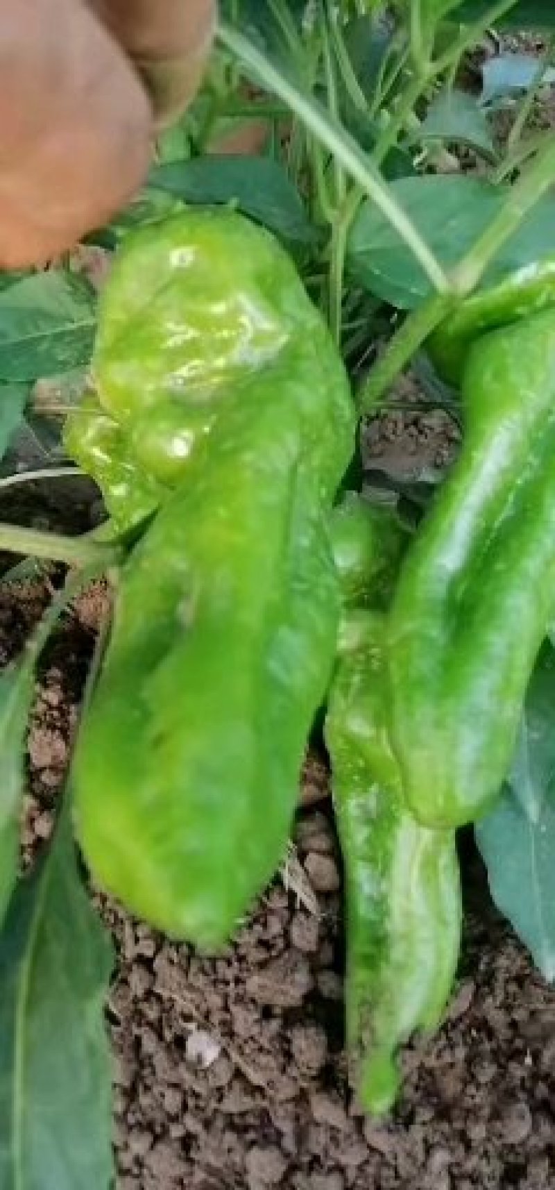 鲜辣椒，已大量上市，价格美丽，量大从优，