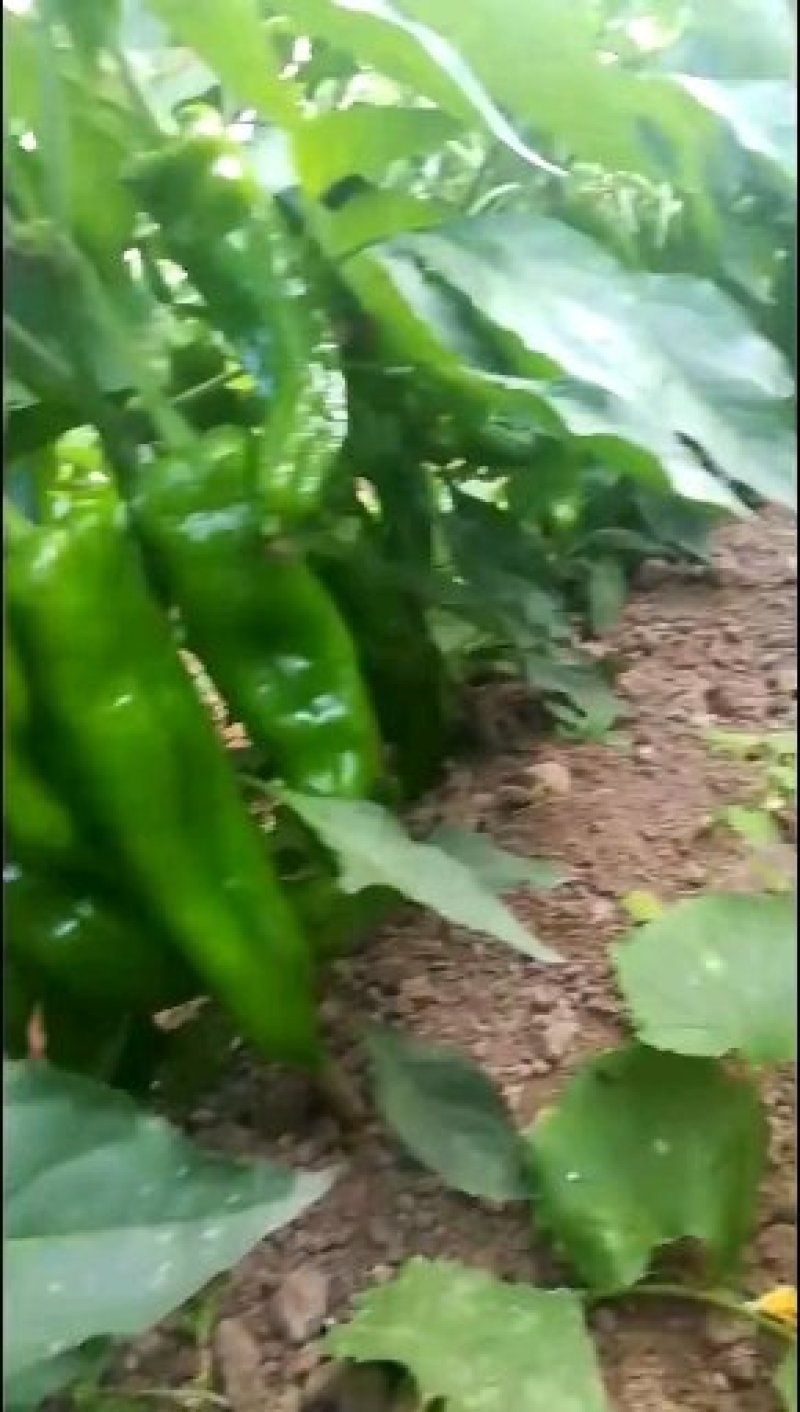 鲜辣椒，已大量上市，价格美丽，量大从优，