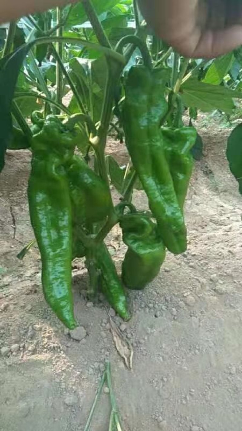 鲜辣椒，已大量上市，价格美丽，量大从优，