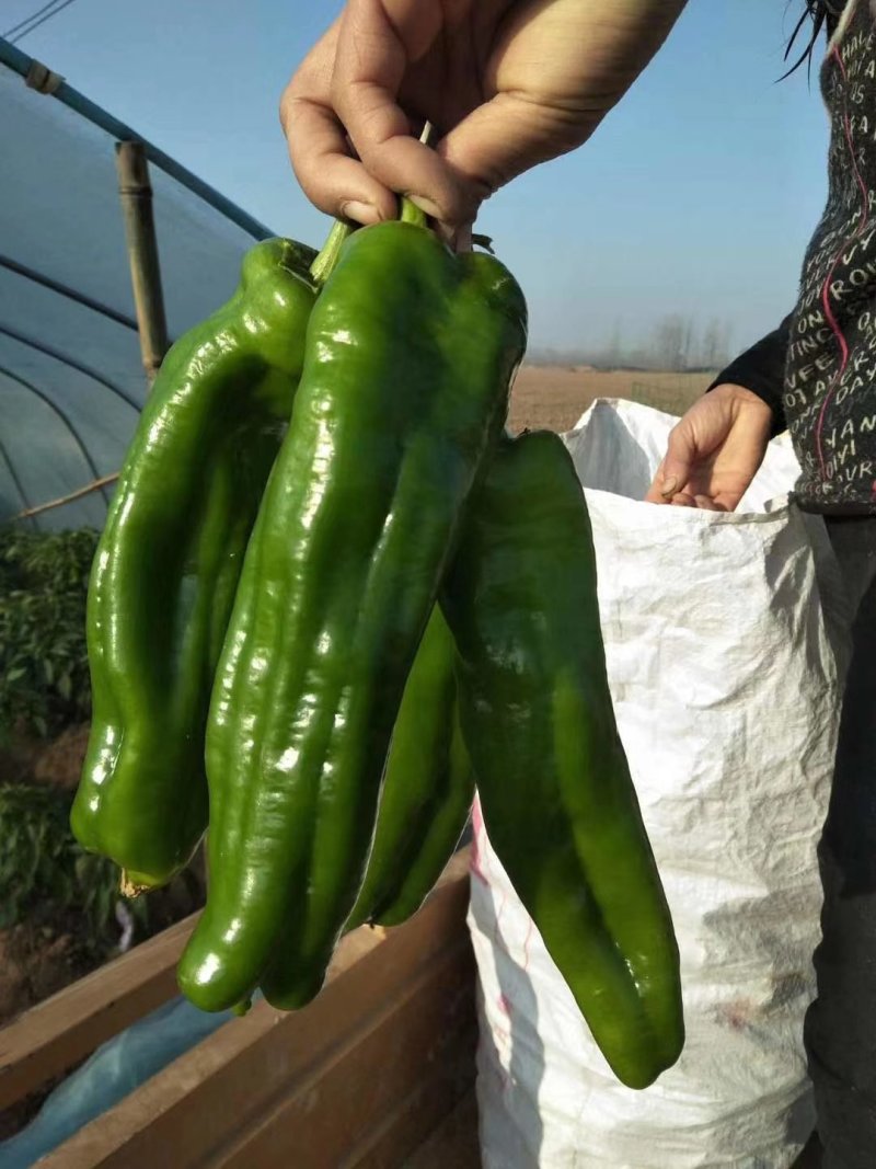 鲜辣椒，已大量上市，价格美丽，量大从优，