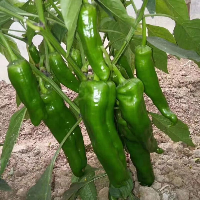 鲜辣椒，已大量上市，价格美丽，量大从优，
