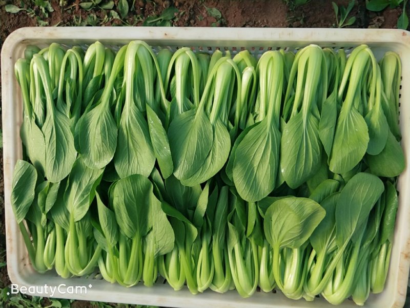 山东，精品油菜，快菜