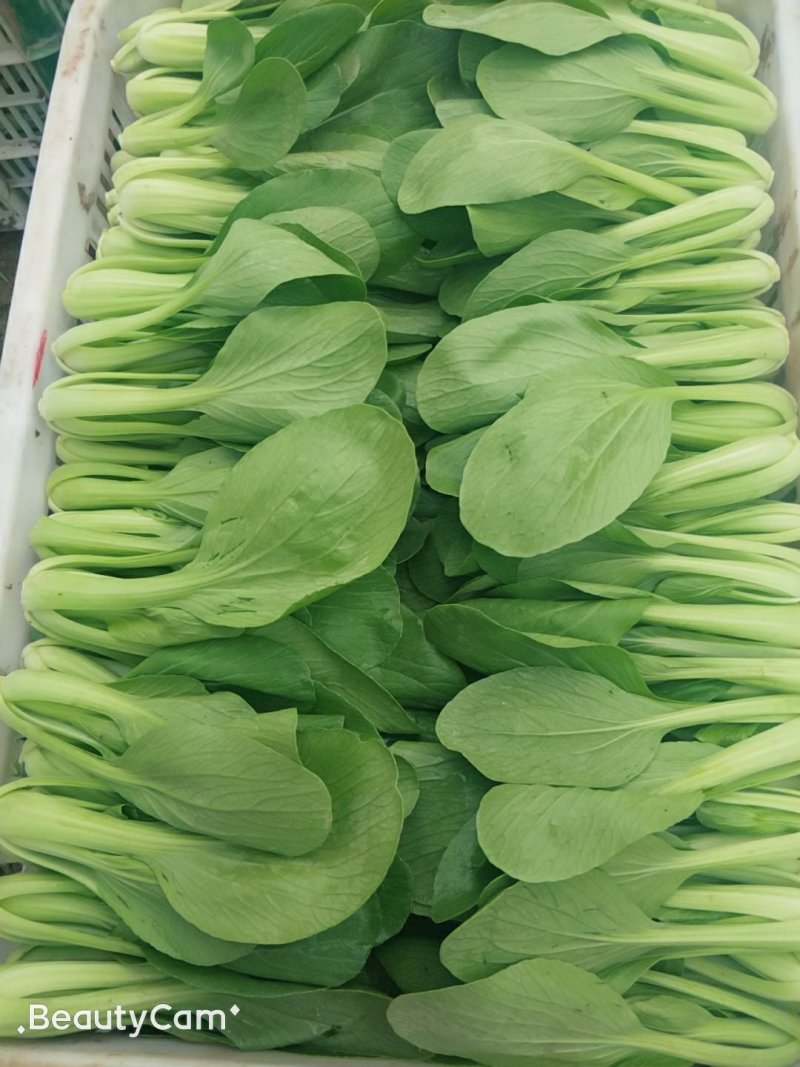 山东，精品油菜，快菜