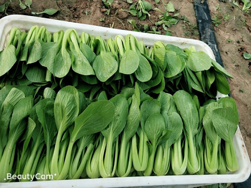 山东，精品油菜，快菜