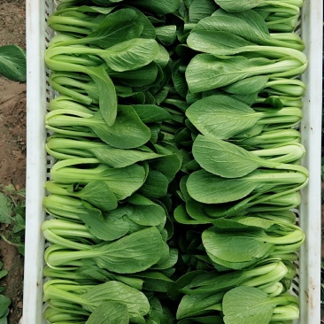 山东，精品油菜，快菜