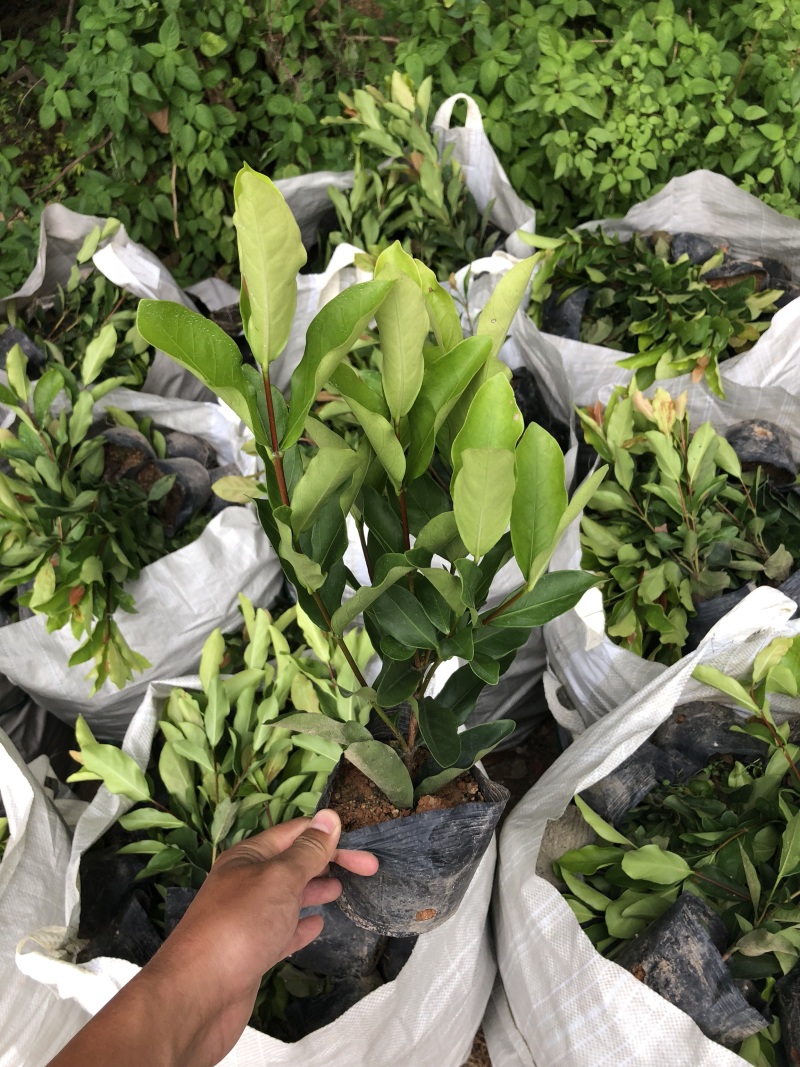 龙船花