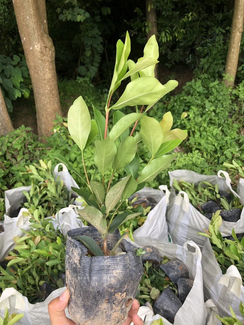 龙船花
