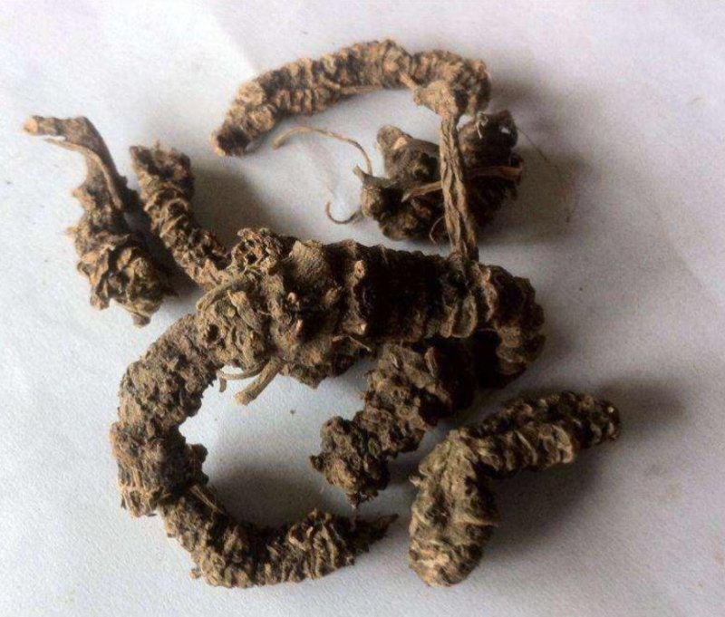 蜘蛛香，产地陕西道地药材，质优价实，品质保证，药典标准，