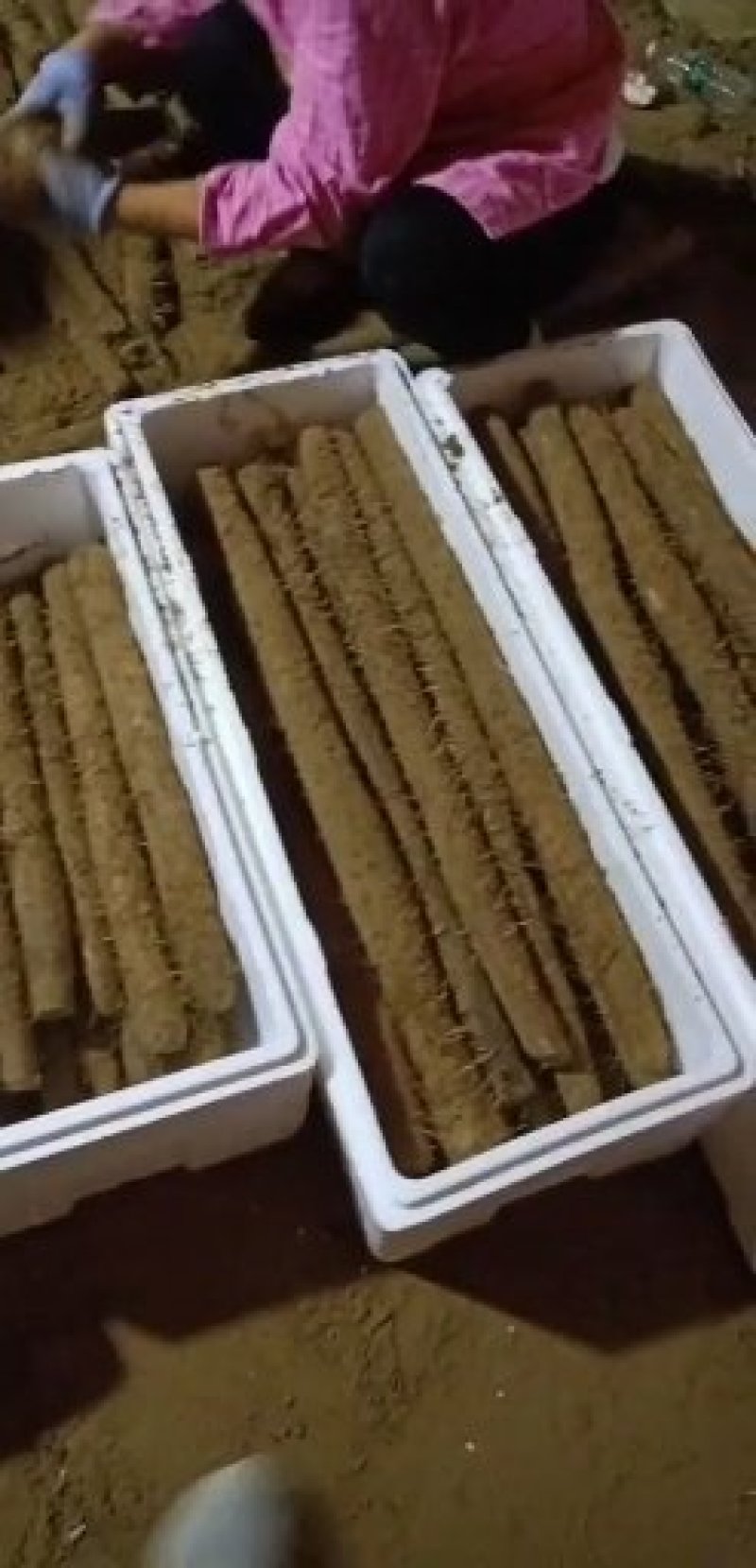 山东白玉山药基地，现挖现发，货源足质量高，供货全国市场