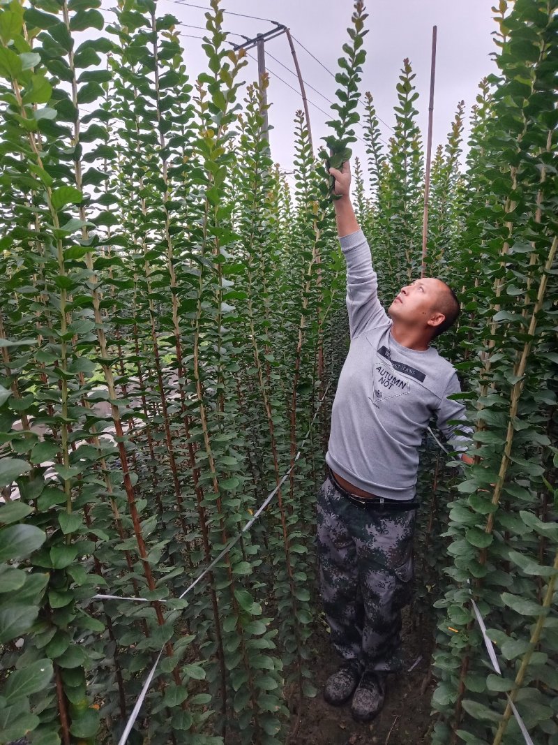 紫薇小苗