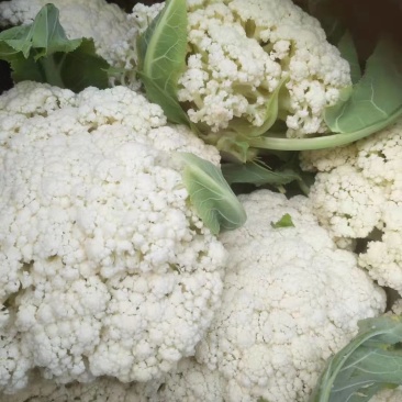 白面青梗松花菜有机菜花品质保障货量充足长期供货量大