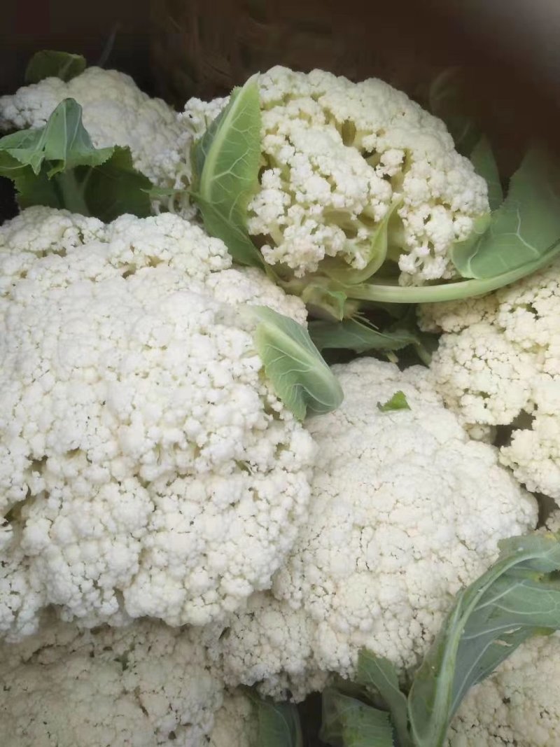 白面青梗松花菜有机菜花品质保障货量充足长期供货量大