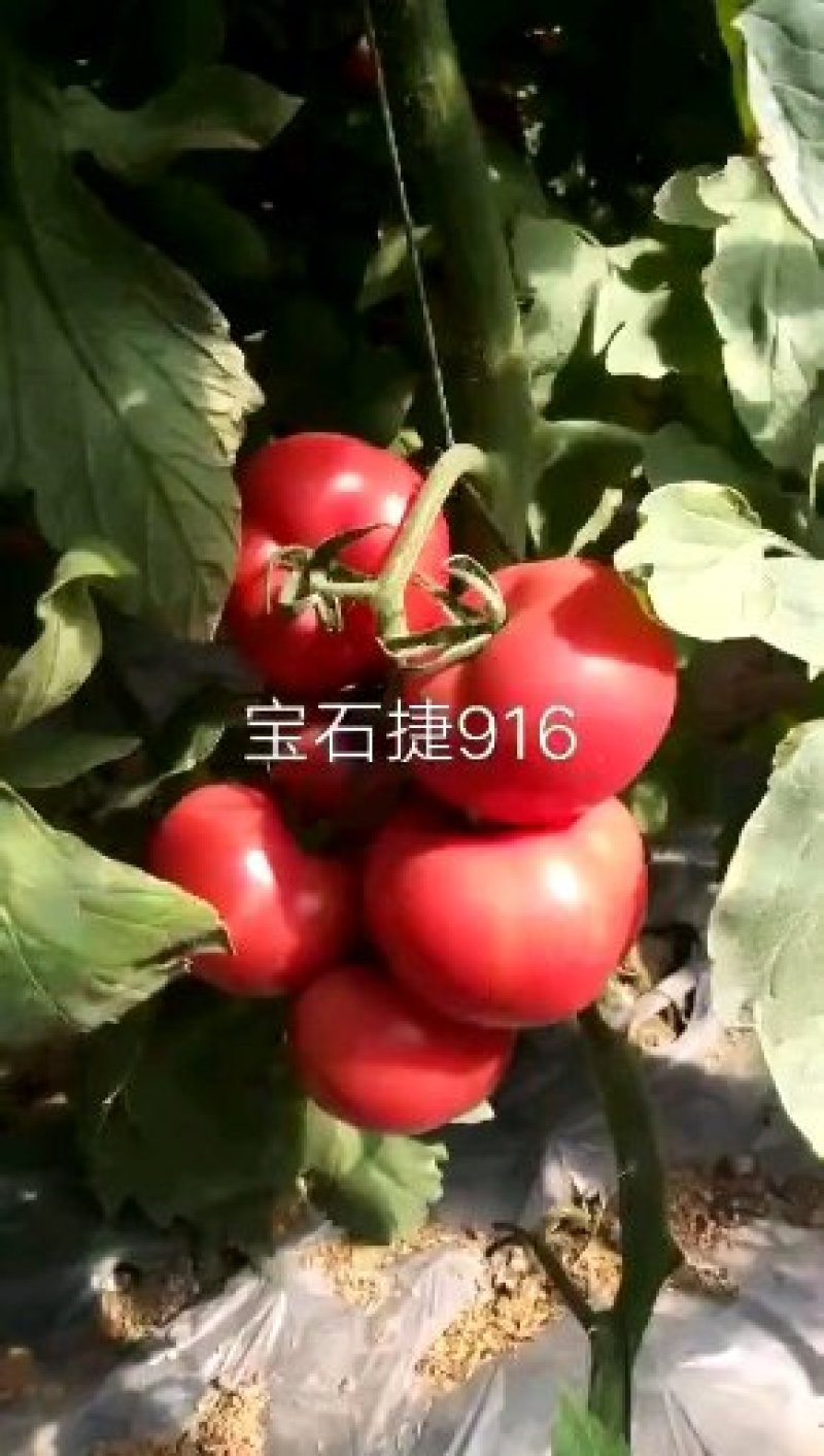 山东寿光嫁接番茄苗抗病抗死颗