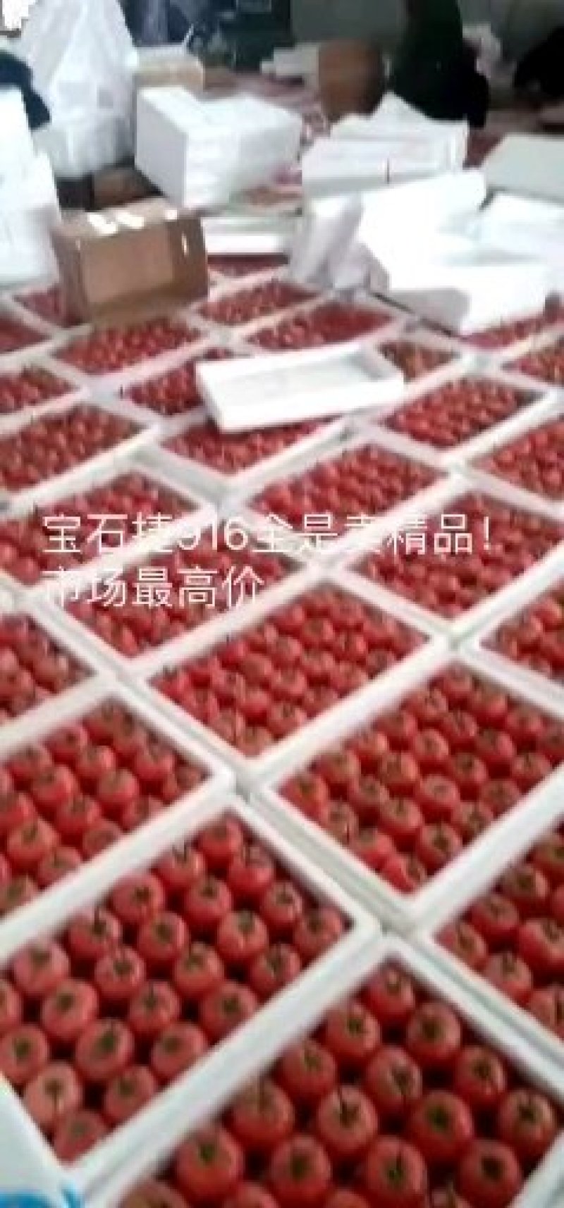 山东寿光嫁接番茄苗抗病抗死颗