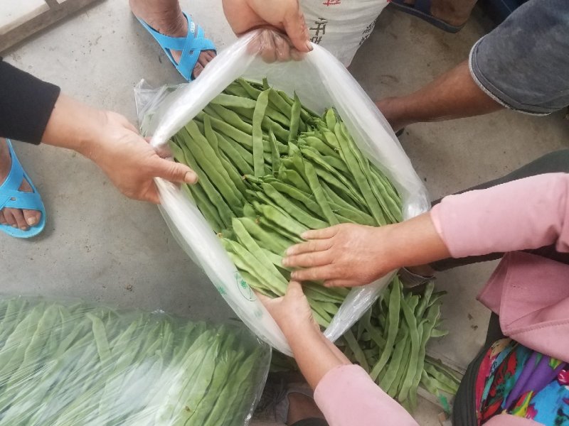 绿扁豆