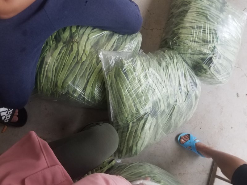 绿扁豆