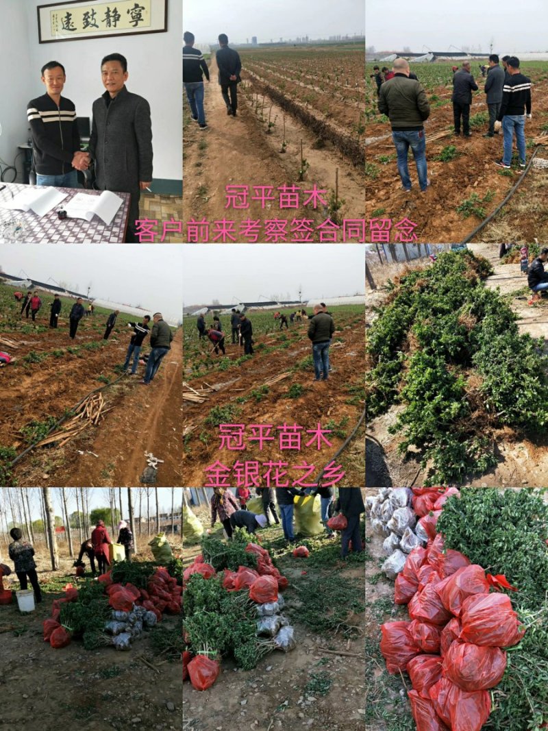 北花一号金银花苗全花蕾产量高技术免费回收干花