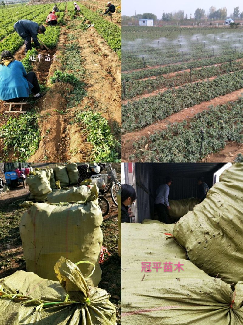 北花一号金银花苗全花蕾产量高技术免费回收干花