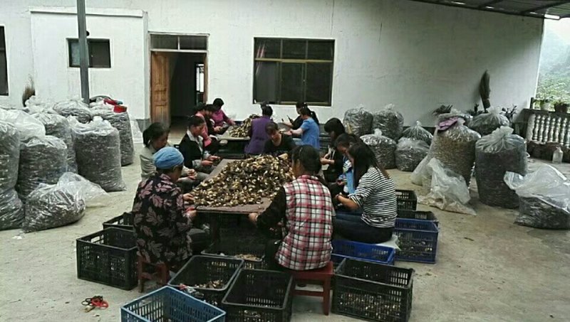 羊肚菌