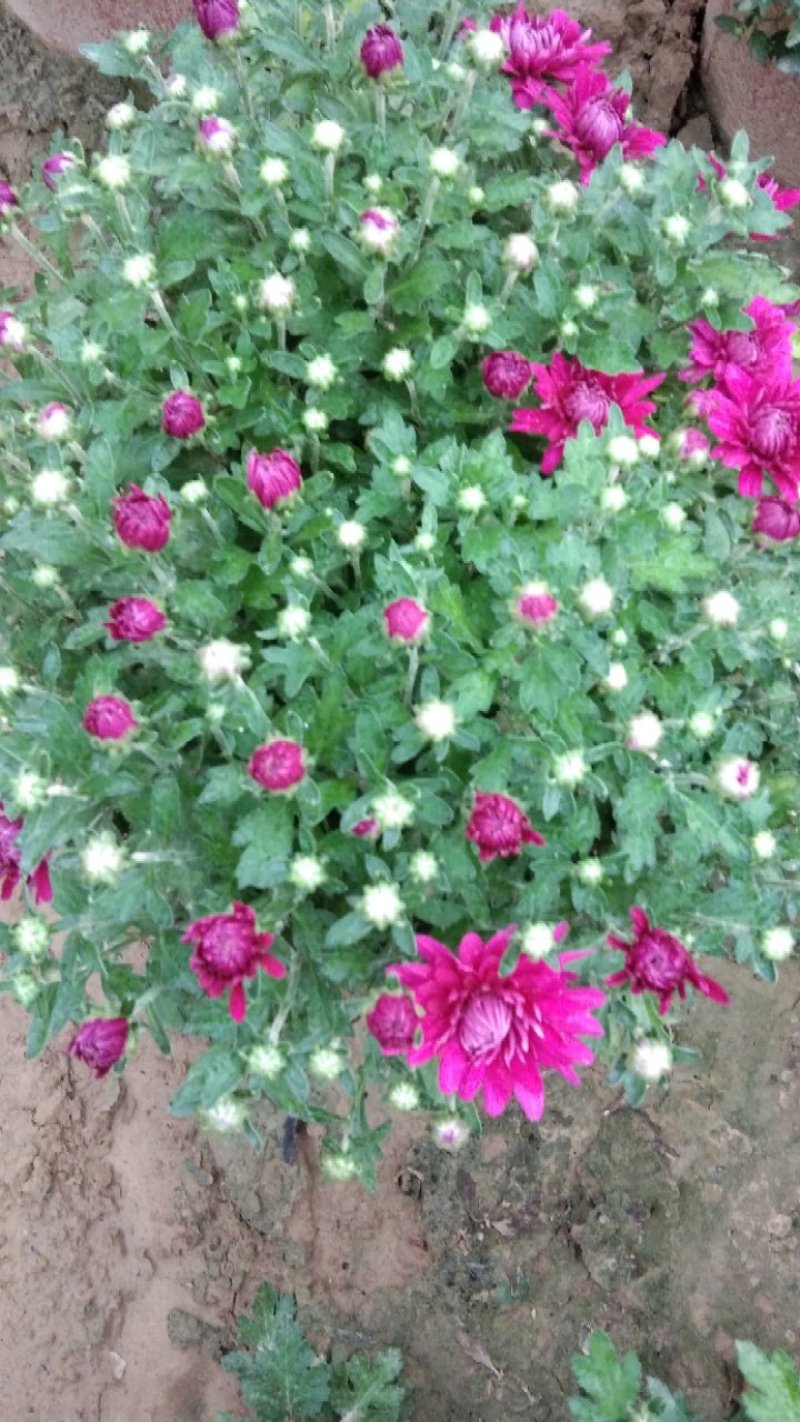 观赏菊花