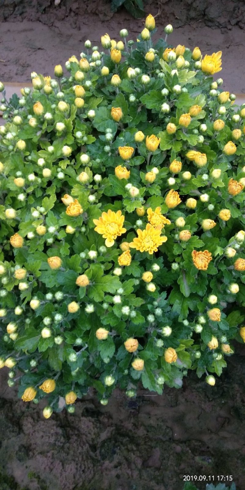 观赏菊花