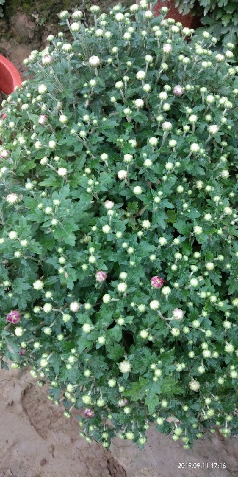 观赏菊花