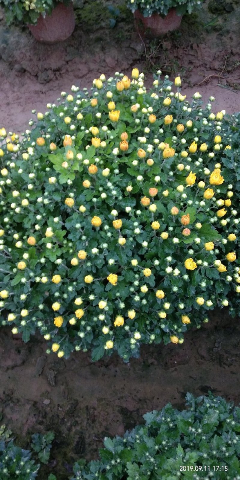 观赏菊花
