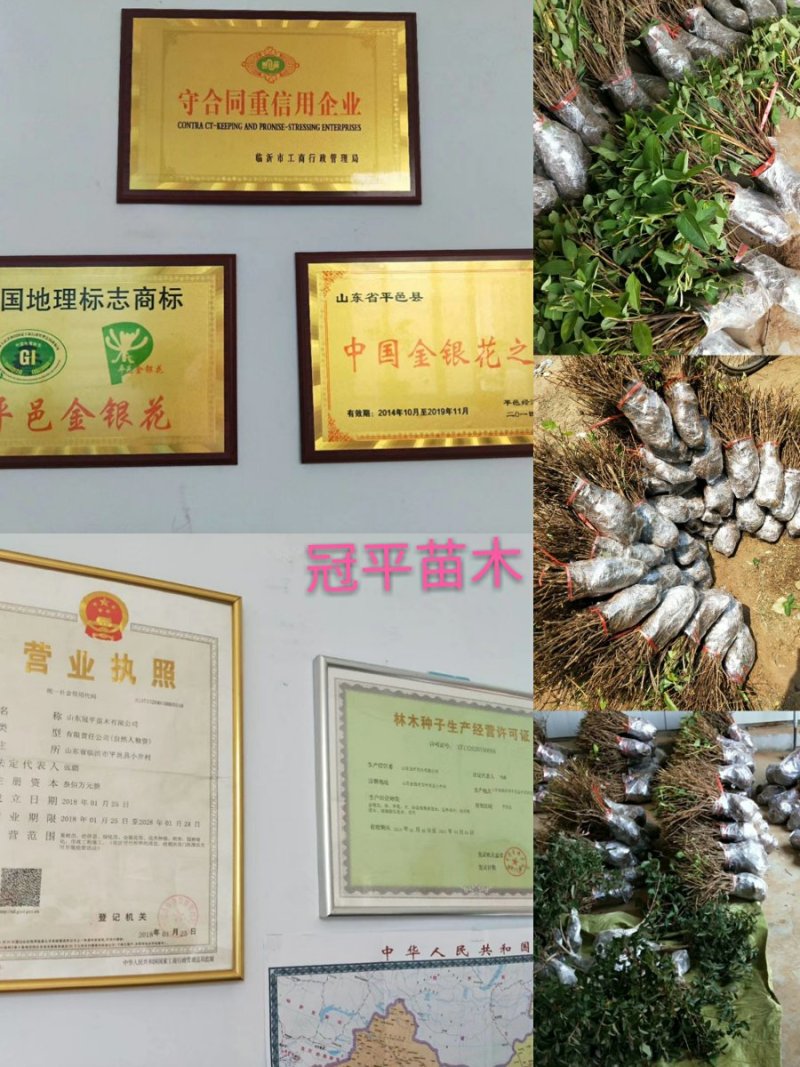 北花一号金银花苗全花蕾产量高技术免费回收干花