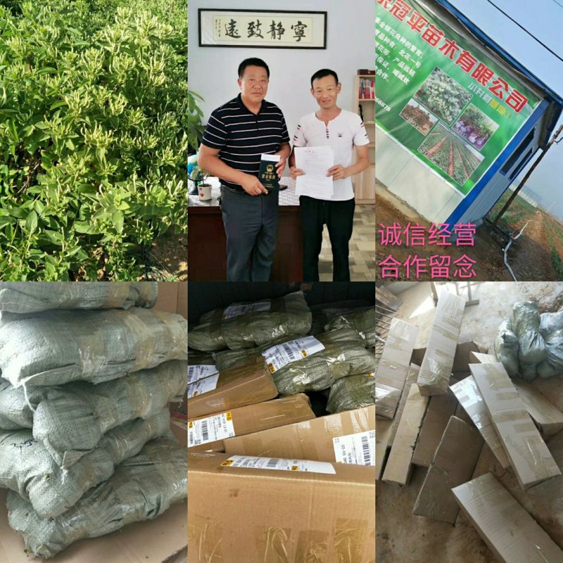 北花一号金银花苗全花蕾产量高技术免费回收干花