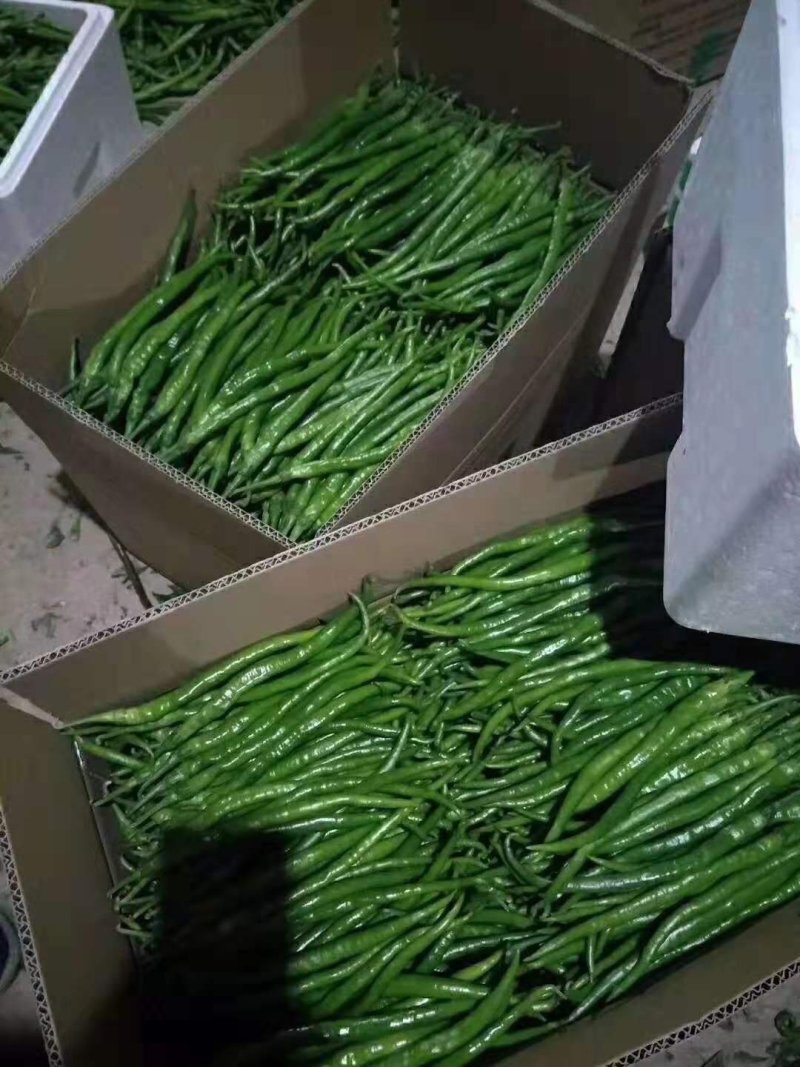 【火爆热销】陕西青棍棍辣椒，线辣椒，二炮螺丝椒产地直销