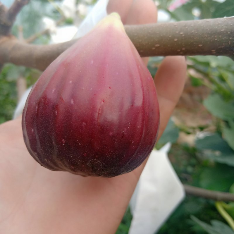 波姬红无花果苗，无花果苗，金傲芬，布兰瑞克
